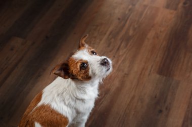 Köpekler Jack Russell Terrier portre studio renk arka plan üzerinde