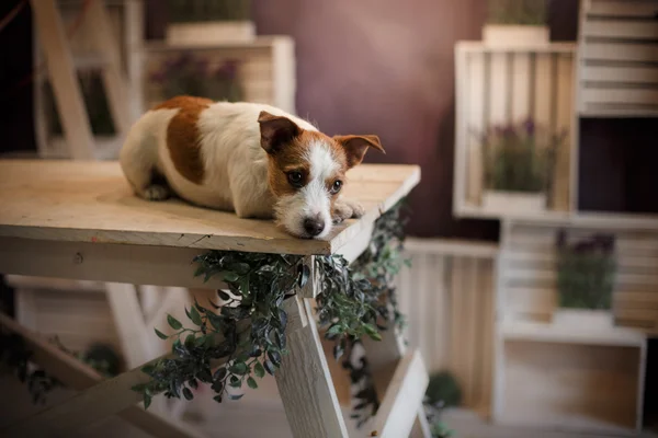 Perro perro gato russel terrier acostado en un madera mesa —  Fotos de Stock