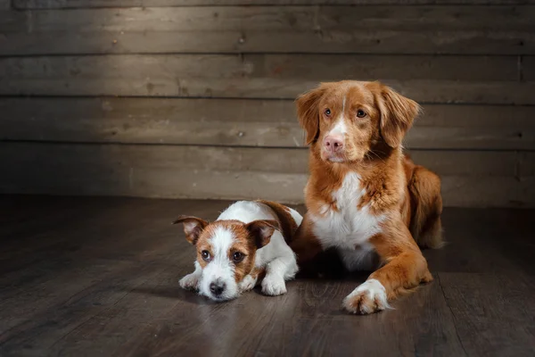 Perros Jack Russell Terrier y Nova Scotia Retrato de peaje de pato en un estudio — Foto de Stock