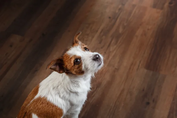 Hundar Jack Russell Terrier porträtt på studio färgbakgrund — Stockfoto