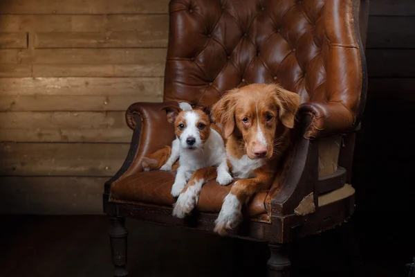 Cani Jack Russell Terrier e Nova Scotia Duck Tolling Retriever ritratto su sfondo color studio — Foto Stock