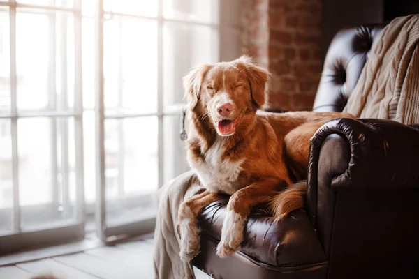 Dog Nova Scotia Duck Tolling Retriever lying on the leather chair next to a wooden window — Stock Photo, Image