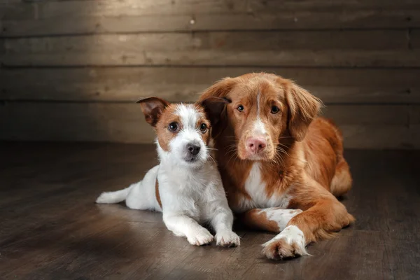 Chiens Jack Russell Terrier et Nova Scotia Duck Tolling Retriever portrait sur un studio — Photo