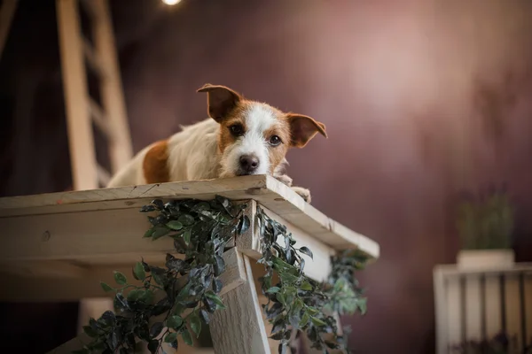 Cão cão Jack Russell Terrier deitado em uma mesa de madeira — Fotografia de Stock