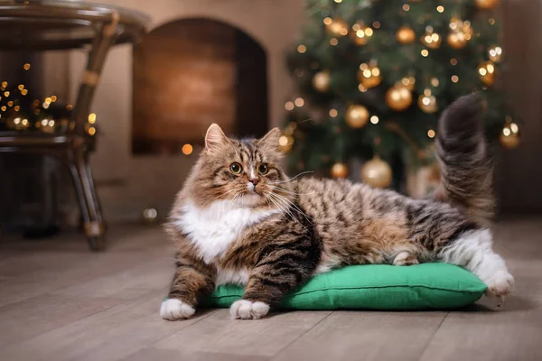 虎斑和快乐的猫。圣诞季节到 2017 年，新的一年 — 图库照片