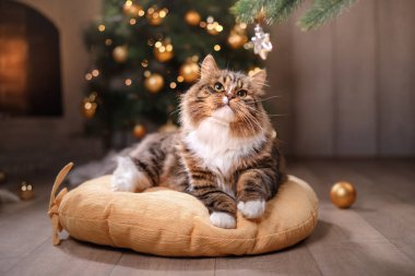 Tekir ve mutlu kedi. Noel sezon 2017, yeni yıl