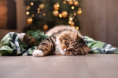 Tekir ve mutlu kedi. Noel sezon 2017, yeni yıl