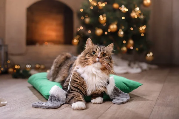 Zaprawa murarska i szczęśliwy kot. Boże Narodzenie sezon 2017, nowy rok — Zdjęcie stockowe