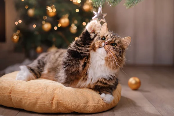 Tabby and happy cat. Christmas season 2017, new year, holidays and celebration — Stock Photo, Image