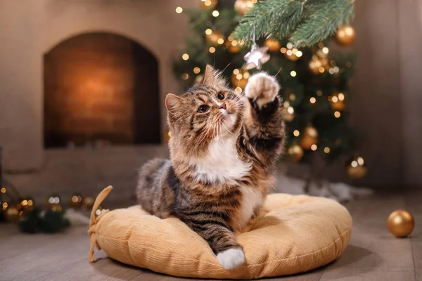 Tabby and happy cat. Christmas season 2017, new year, holidays and celebration — Stock Photo, Image