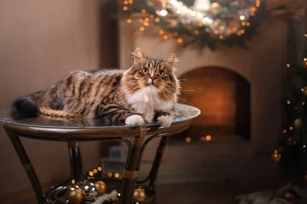 Mourek a happy cat. Vánoční sezóna 2017, nový rok — Stock fotografie