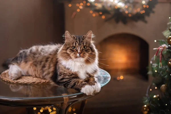 Тэбби и счастливый кот. Рождественский сезон 2017, Новый год — стоковое фото