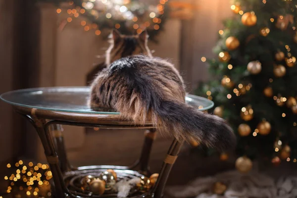 Tabby e gato feliz. Temporada de Natal 2017, ano novo — Fotografia de Stock