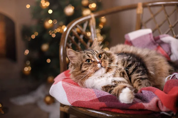 Tabby and happy cat. Christmas season 2017, new year
