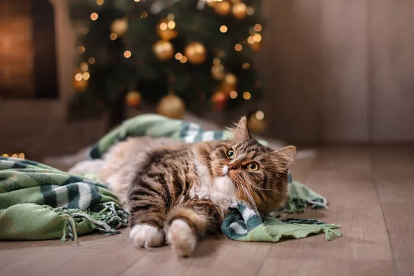 Tabby en gelukkige kat. Kerst seizoen 2017, Nieuwjaar — Stockfoto