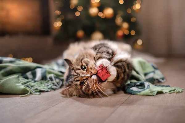 Tabby e gato feliz. Temporada de Natal 2017, ano novo, feriados e celebração — Fotografia de Stock