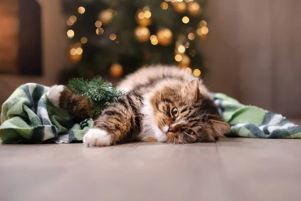 Tabby and happy cat. Christmas season 2017, new year — Stock Photo, Image
