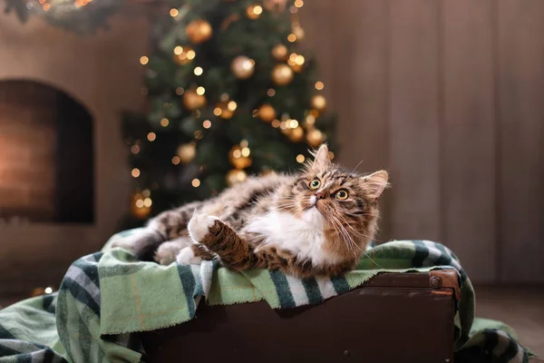 Tabby e gatto felice. Stagione natalizia 2017, nuovo anno — Foto Stock