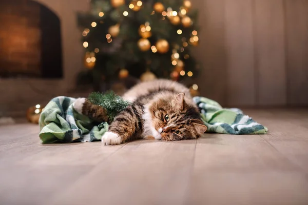 Tabby and happy cat. Christmas season 2017, new year — Stock Photo, Image