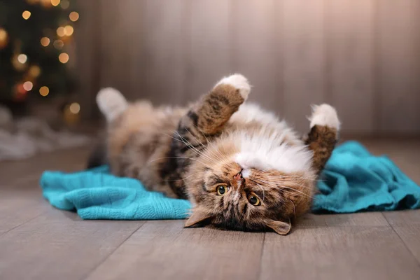 Tabby cat lying — Stock Photo, Image