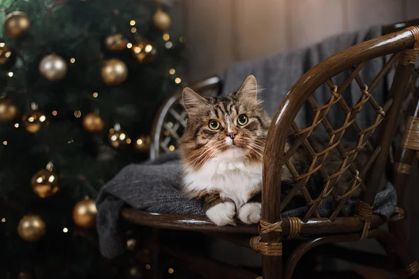 Mourek a happy cat. Vánoční sezóna 2017, nový rok — Stock fotografie