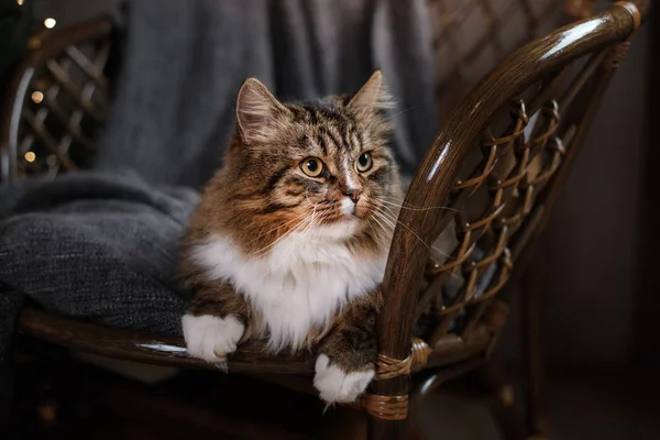 Tabby y gato feliz. Temporada de Navidad 2017, año nuevo — Foto de Stock