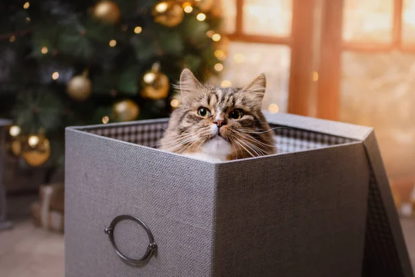 Tabby en gelukkige kat. Kerst seizoen 2017, Nieuwjaar — Stockfoto