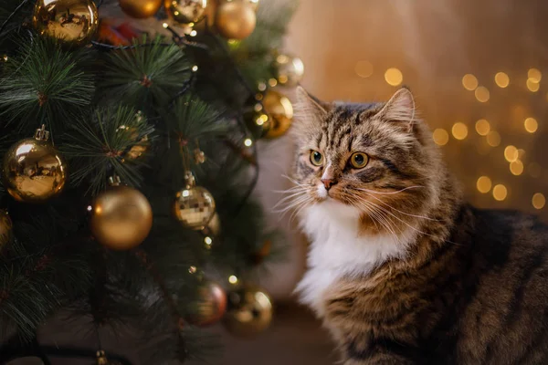 Tabby e gatto felice. Stagione natalizia 2017, nuovo anno — Foto Stock