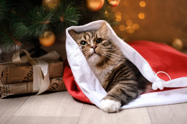 Τιγρέ και ευτυχισμένη γάτα. Χριστούγεννα σεζόν 2017, το νέο έτος — Φωτογραφία Αρχείου