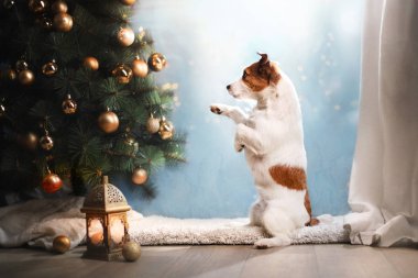 Jack Russell Terrier köpek. Noel sezon 2017, yeni yıl,