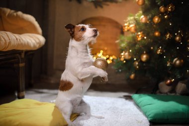 Jack Russell Terrier köpek. Noel sezon 2017, yeni yıl,