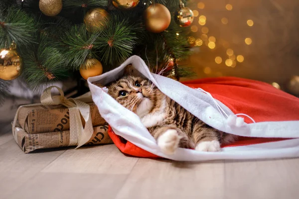 Tabby und glückliche Katze. Weihnachtszeit 2017, Neujahr — Stockfoto