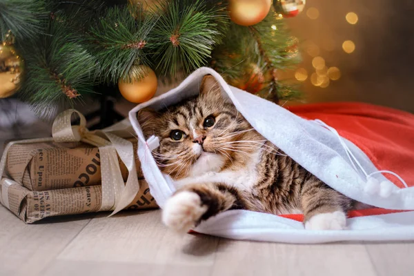 Τιγρέ και ευτυχισμένη γάτα. Χριστούγεννα σεζόν 2017, το νέο έτος — Φωτογραφία Αρχείου
