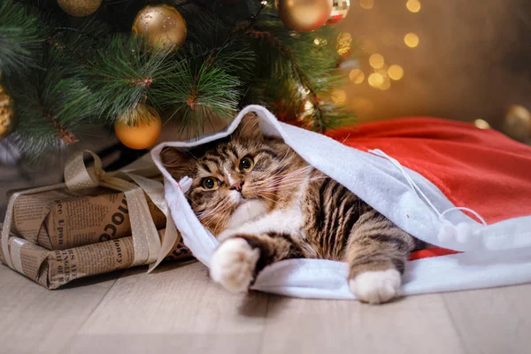 Tabby und glückliche Katze. Weihnachtszeit 2017, Neujahr — Stockfoto