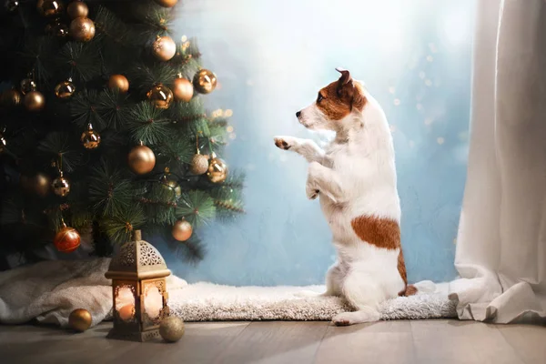 Jack Russell Terrier dog. Christmas season 2017, new year, — Stock Photo, Image