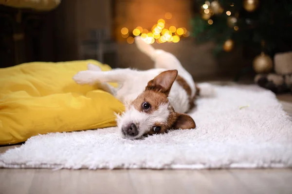 Jack Russell Terrier Hund. Weihnachtszeit 2017, Neujahr, — Stockfoto