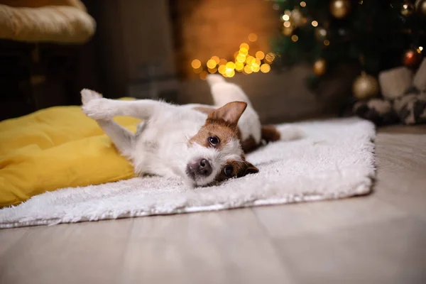 Jack Russell teriér pes. Vánoční sezóna 2017, nový rok, — Stock fotografie