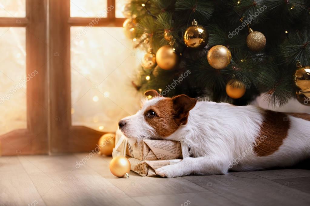 Jack Russell Terrier Weihnachtszeit 2017, Neujahr