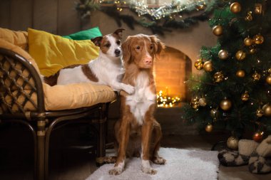 Köpek Jack Russell Terrier ve köpek Nova Scotia Duck Tolling Retriever. Noel sezon 2017, yeni yıl