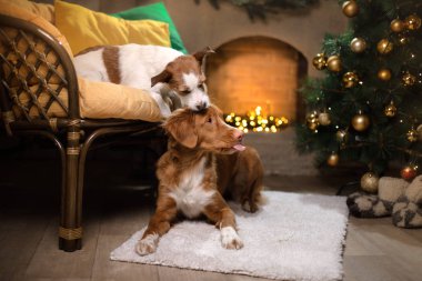 Köpek Jack Russell Terrier ve köpek Nova Scotia Duck Tolling Retriever. Noel sezon 2017, yeni yıl
