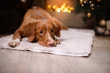 Köpek Nova Scotia Duck Tolling Retriever Noel sezon 2017, yeni yıl