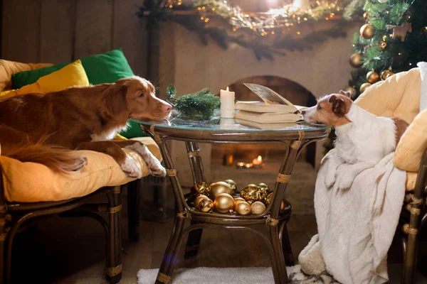 Собака Джек Рассел тер'єр а собака Нова Шотландія качка дзвін ретрівер. Різдвяний сезон 2017, новий рік — стокове фото