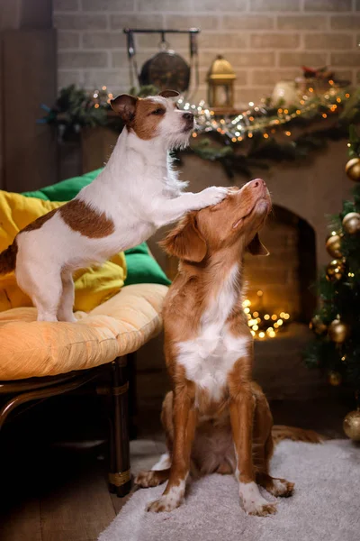Kutya-Jack Russell Terrier és a kutya Nova Scotia Duck Retriever autópályadíj. Karácsonyi szezon 2017-ig, új év — Stock Fotó