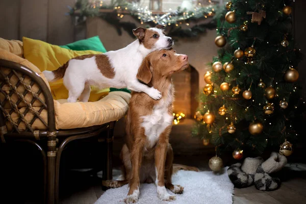 Dog Jack Russell Terrier y Dog Nova Scotia Duck Tolling Retriever. Temporada de Navidad 2017, año nuevo —  Fotos de Stock