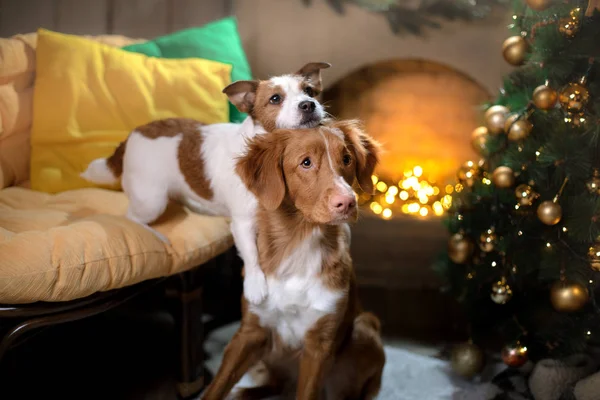 Kutya-Jack Russell Terrier és a kutya Nova Scotia Duck Retriever autópályadíj. Karácsonyi szezon 2017-ig, új év — Stock Fotó