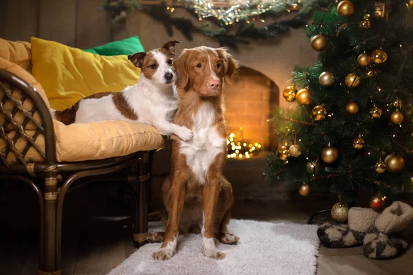 Hond Jack Russell Terriër en hond Nova Scotia Duck Tolling Retriever. Kerst seizoen 2017, Nieuwjaar — Stockfoto