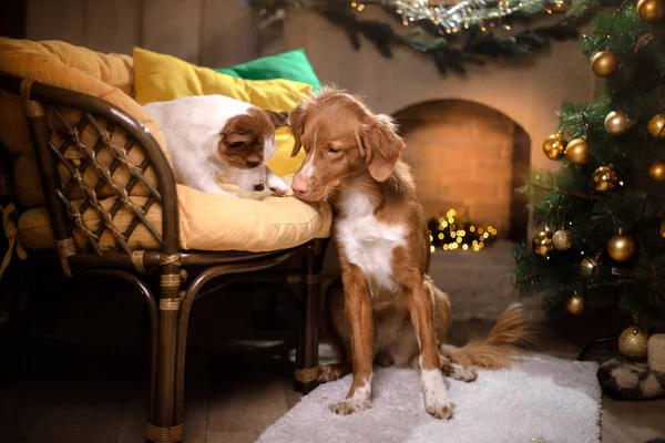 Собака Джек Рассел тер'єр а собака Нова Шотландія качка дзвін ретрівер. Різдвяний сезон 2017, новий рік — стокове фото