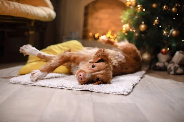 Dog Nova Scotia Duck Tolling Retriever Christmas season 2017, new year — Stock Photo, Image