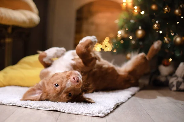 Dog Nova Scotia Duck Tolling Retriever Christmas season 2017, new year — Stock Photo, Image