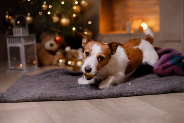 Jack Russell Terrier köpek. Noel sezon 2017, yeni yıl